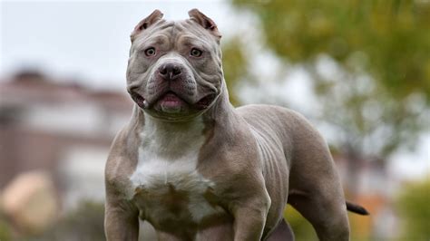 xxl bully|why are xl bully dogs banned.